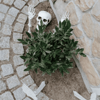 Skeleton Decoration Set